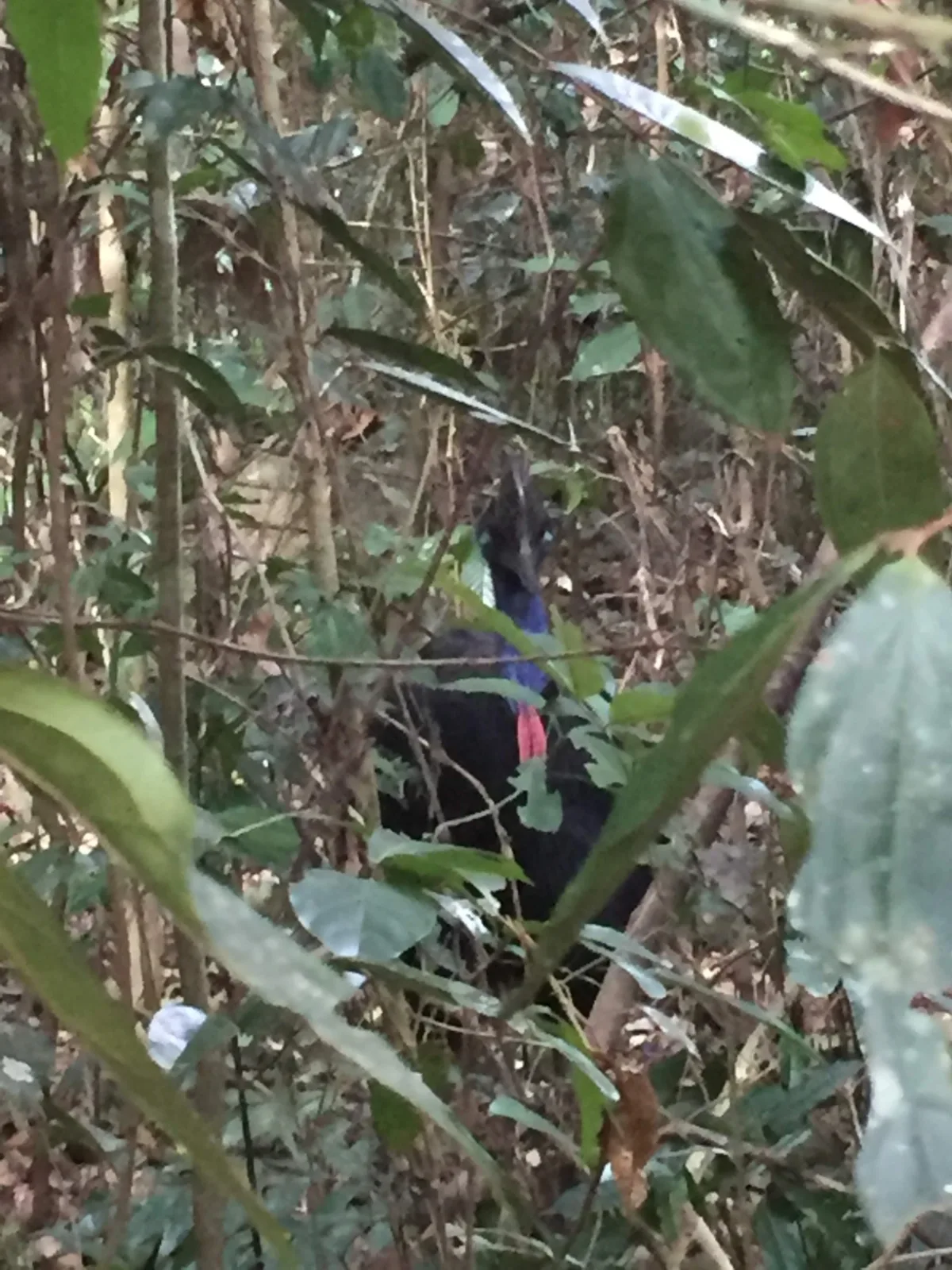 A shy Cassowary tries to blend into the bush, mostly succeeding.