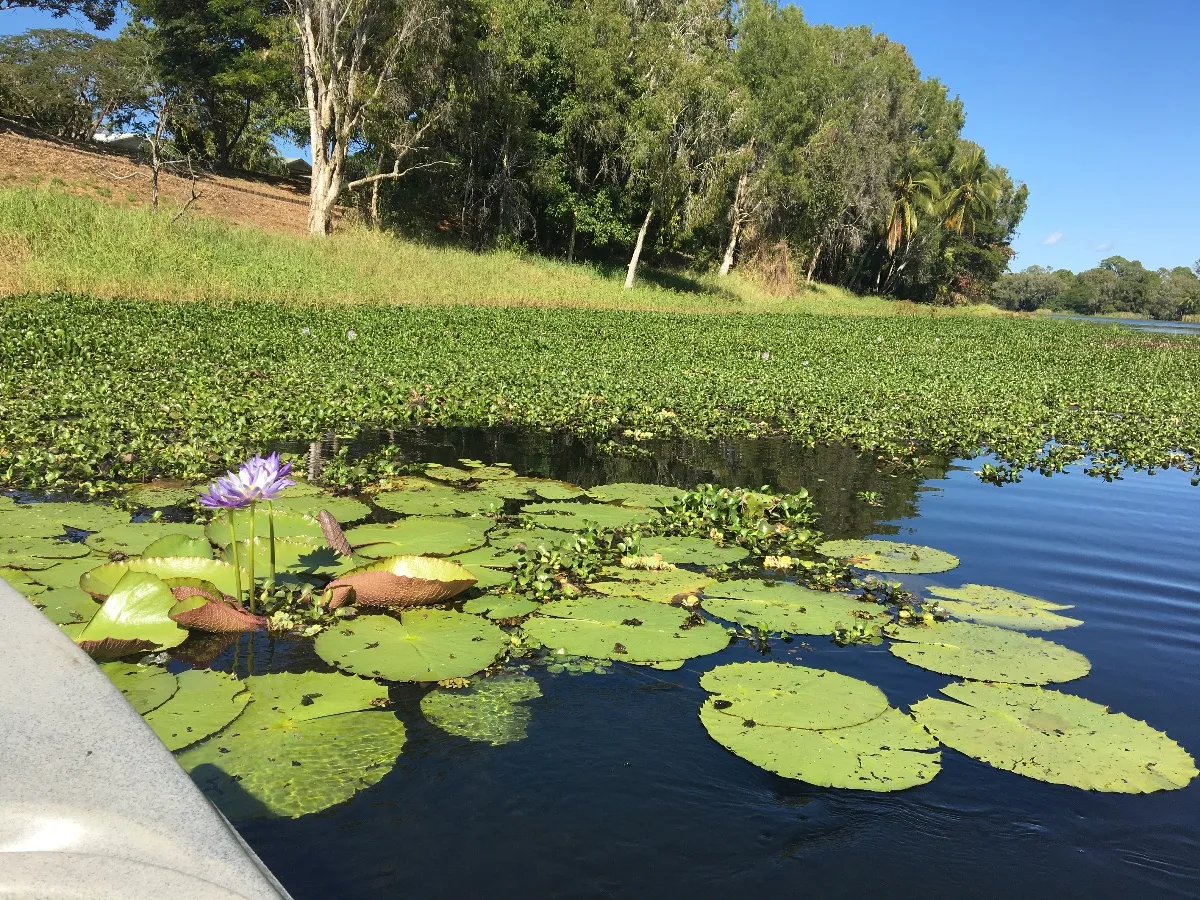 A single water lily adds a splash of colour to the tranquil waterway.