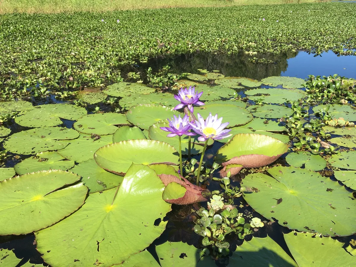 A cluster of water lilies in full bloom, providing a beautiful focal point.
