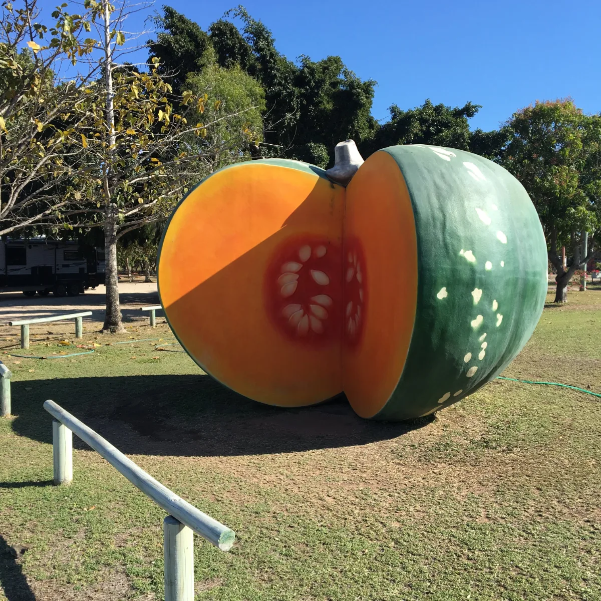 Even big pumpkins love Bowen's sunshine.