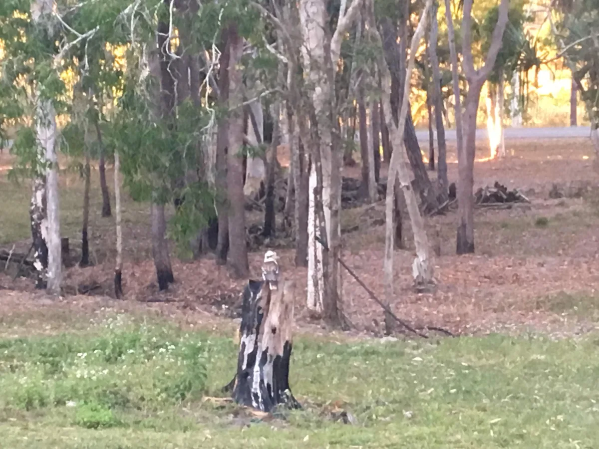 Our watchful feathered friend, posing proudly on its stump perch, a curious observer of our campsite activities.