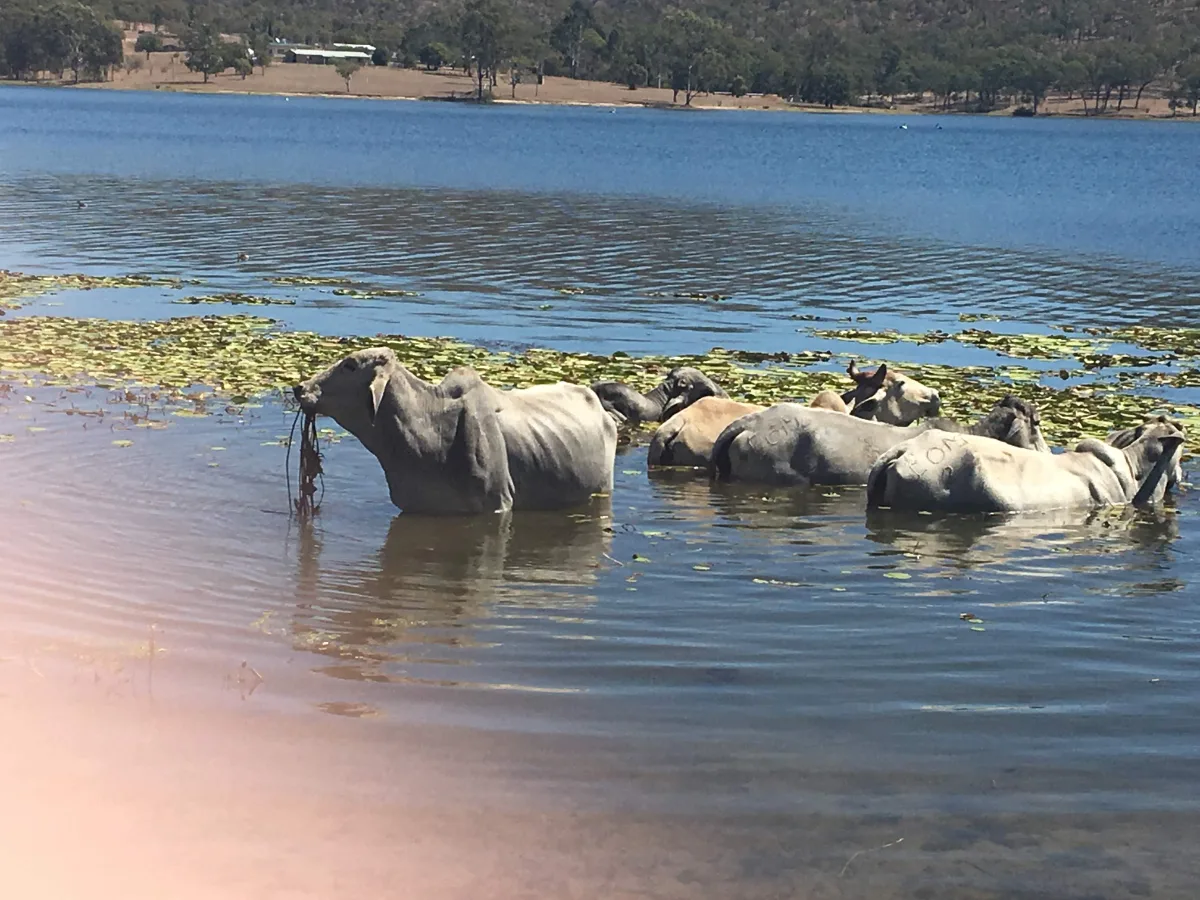 Fully submerged, with only their snouts visible. The lily pads served as the perfect bovine accessory.