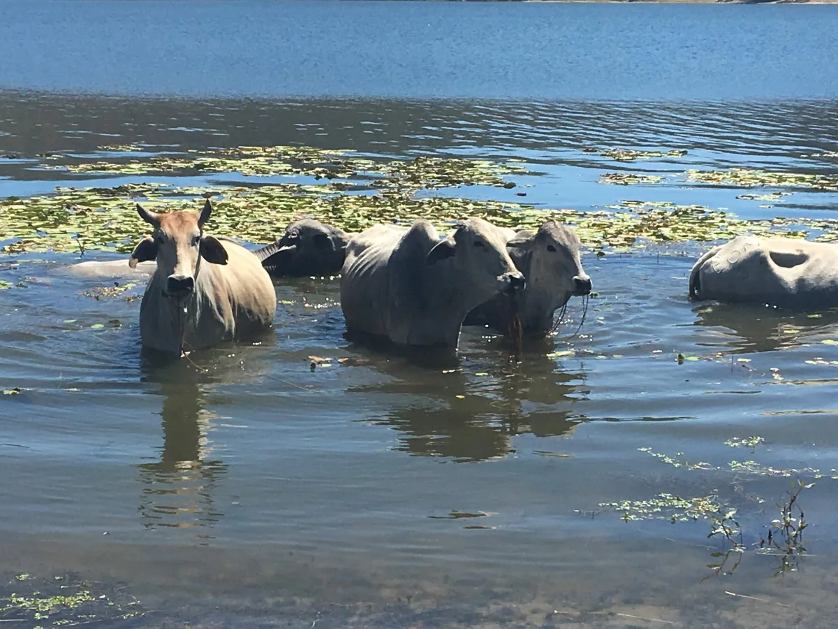 A herd of cattle submerge themselves up to their necks, in an effort to cool down in the heat of the day.