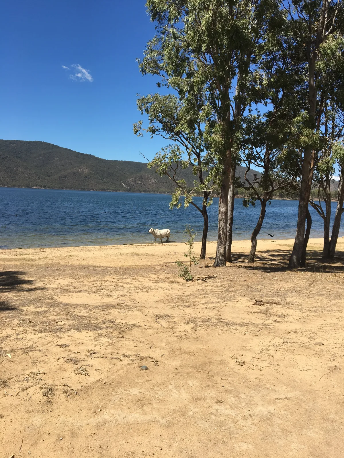 A lone Brahman enjoying the cool waters of a Mackay reservoir.
