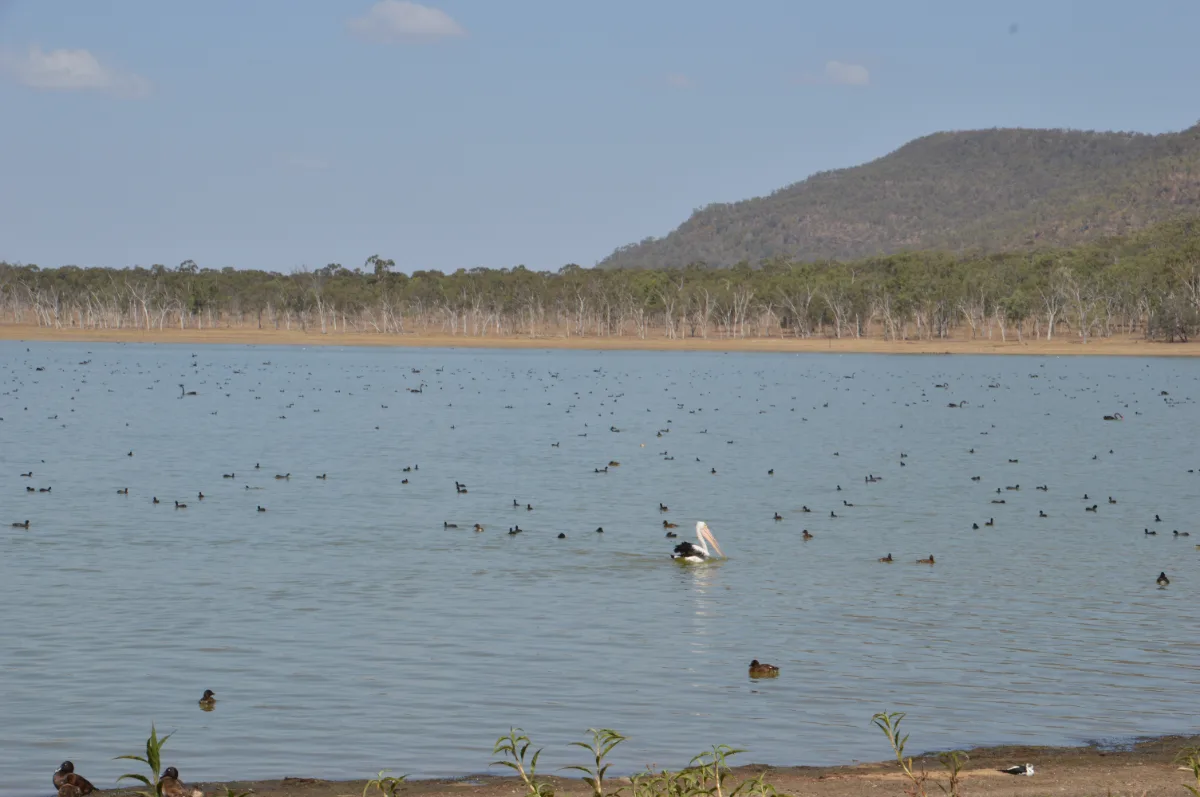 An overhead view shows the pelican from the previous image, now surrounded by hundreds of other birds.