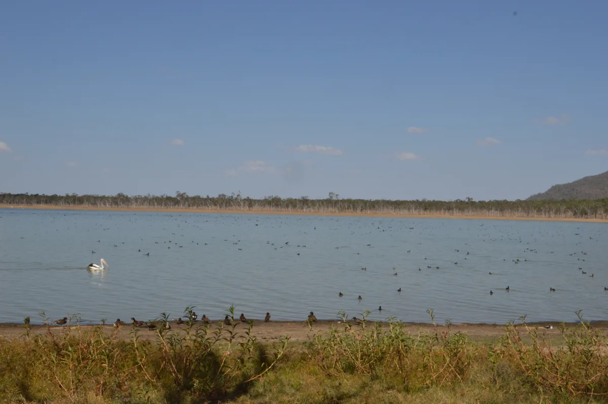 A solitary pelican begins its patrol across the still waters of Elphinstone Dam.