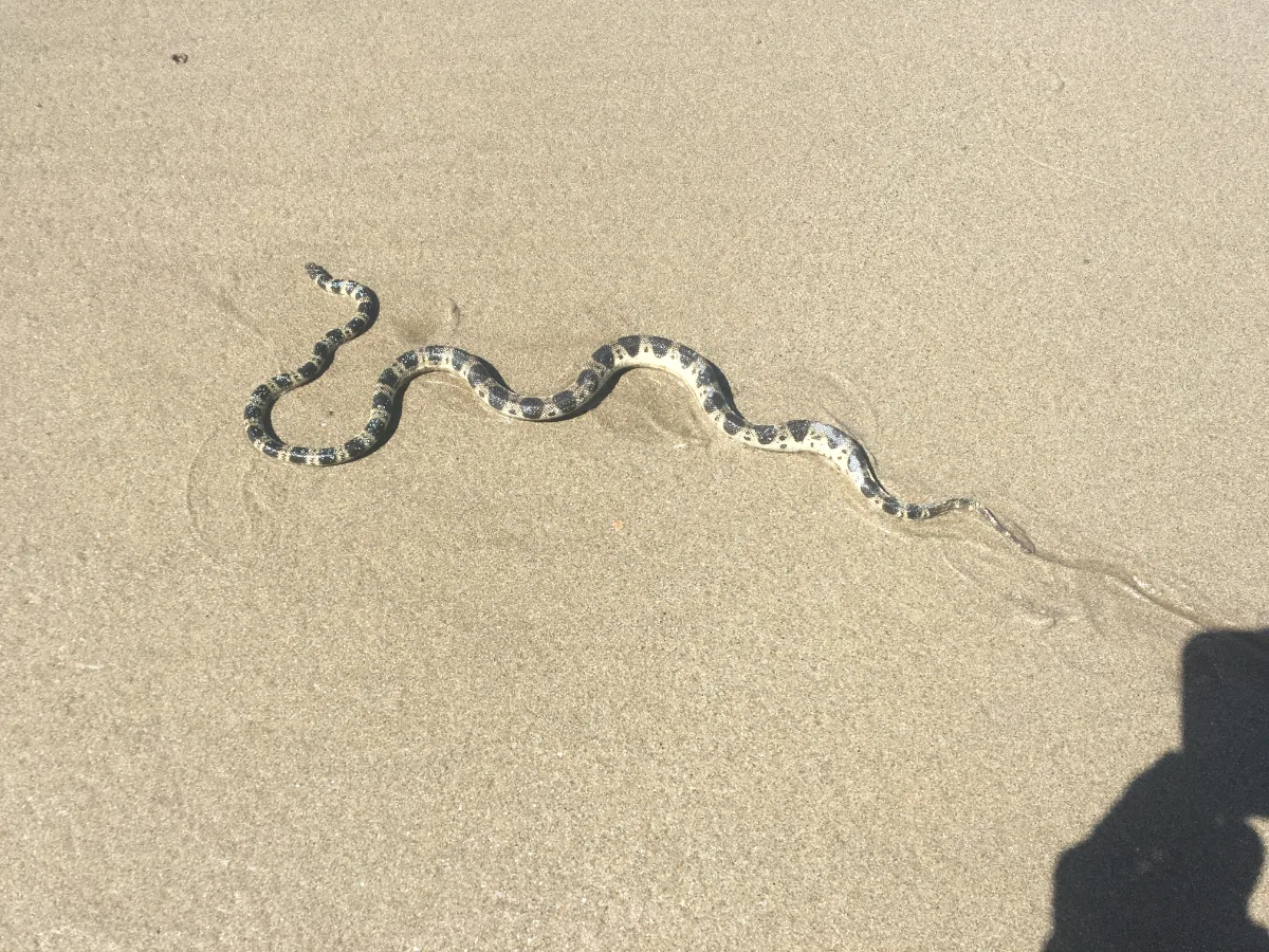 A sea snake making its way across the sand at Keppel Sands. A reminder to watch where you step!