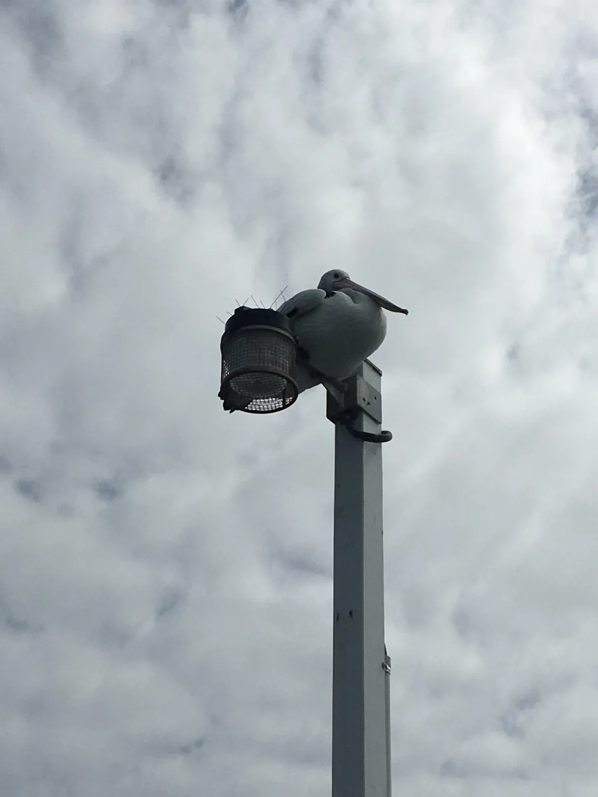 The local wildlife doesn't seem too concerned about the tourists. This pelican has found a fine spot.