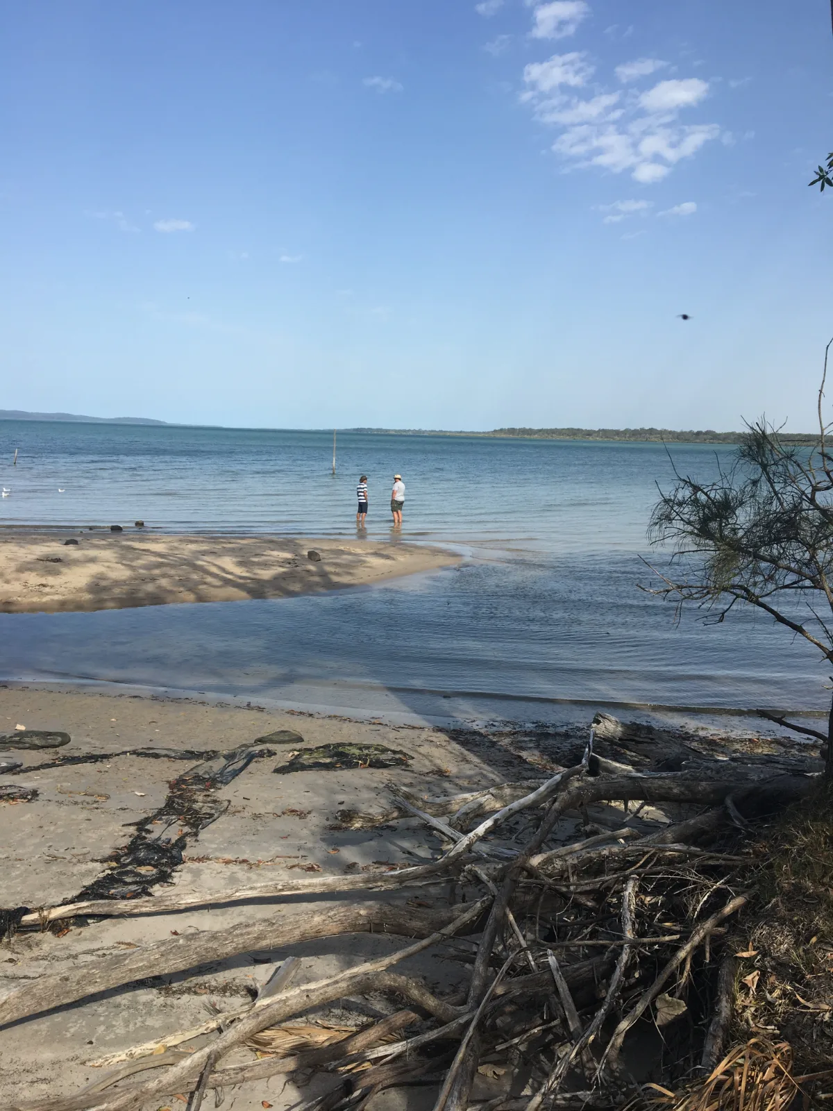 Wading in the shallows. The cool water offers respite from the Queensland sun.
