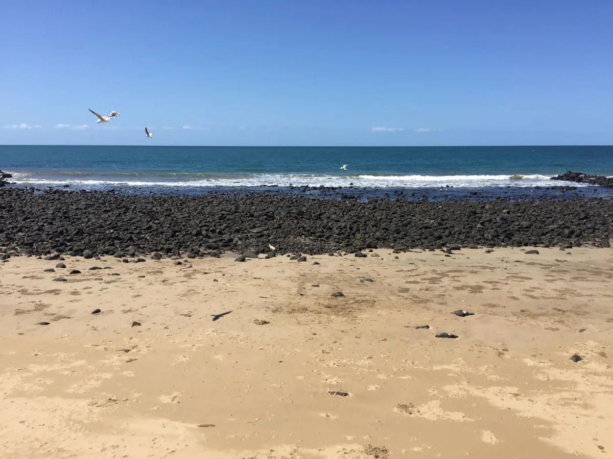 Seabirds wheeling over the basalt and sand on the coast of Mackay.