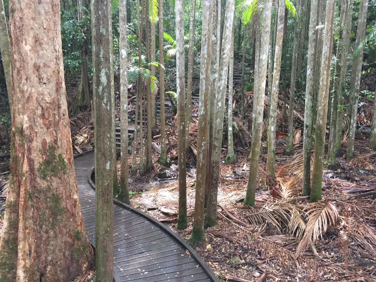 A boardwalk meanders through the tranquil rainforest at Mapleton Falls National Park.
