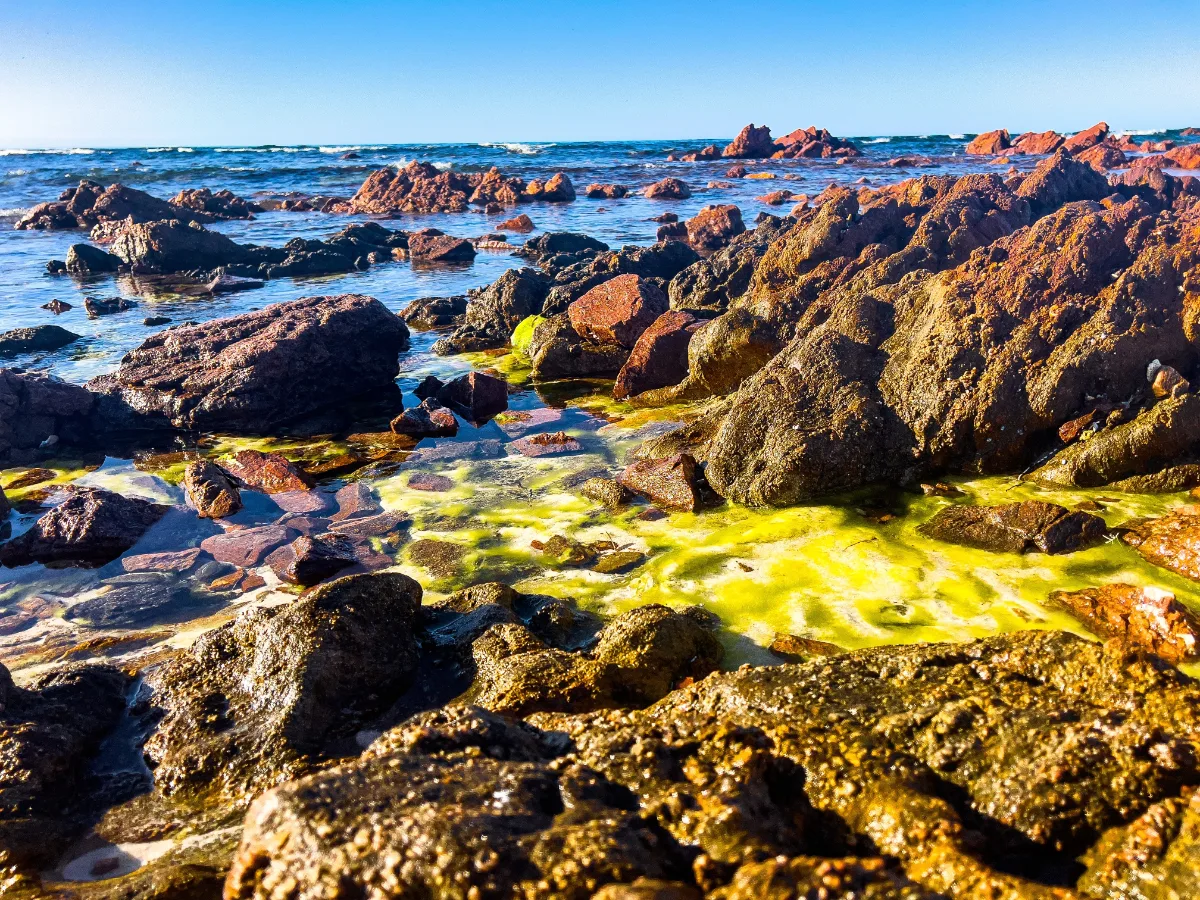 Vivid yellow algae contrasts sharply against the weathered red rocks and azure waters of Point Gibbon's rugged coastline.