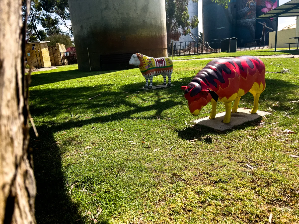 Colourful painted sheep grazing the green lawns of Kaniva.