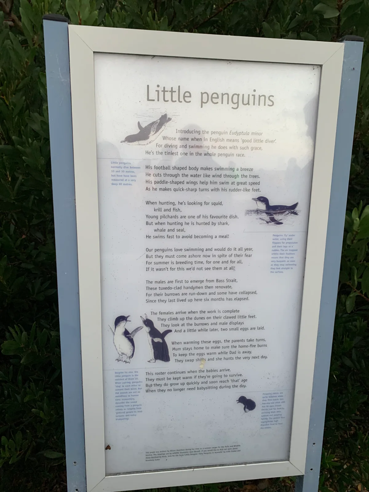 The informative sign detailing the lives of the Little Penguins at Lillico Beach Conservation Area.