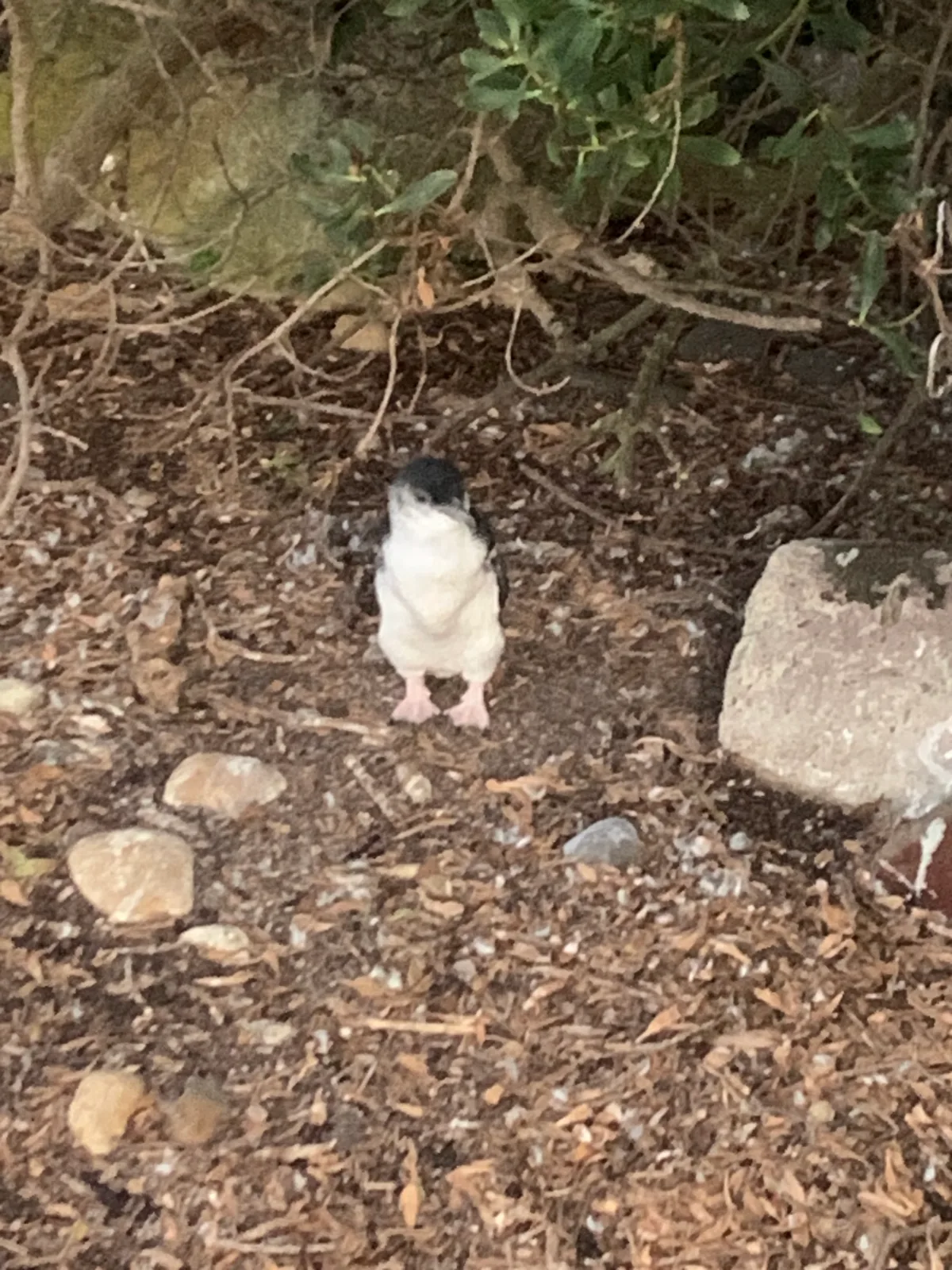 A Little Penguin, momentarily separated from the crowd, poses for a quick portrait in Lillico.