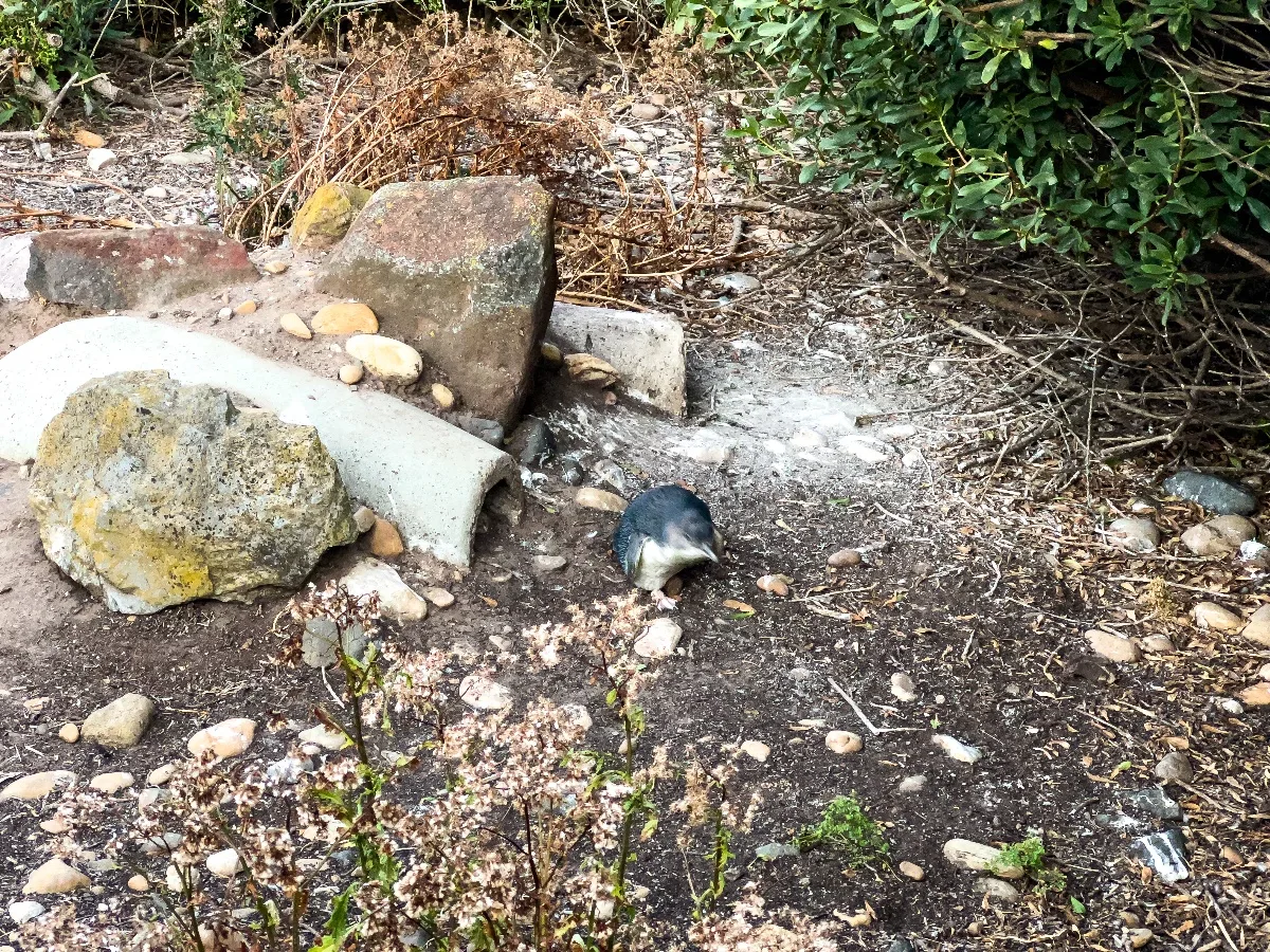An abandoned penguin burrow found amongst the debris near the Lillico viewing platform.
