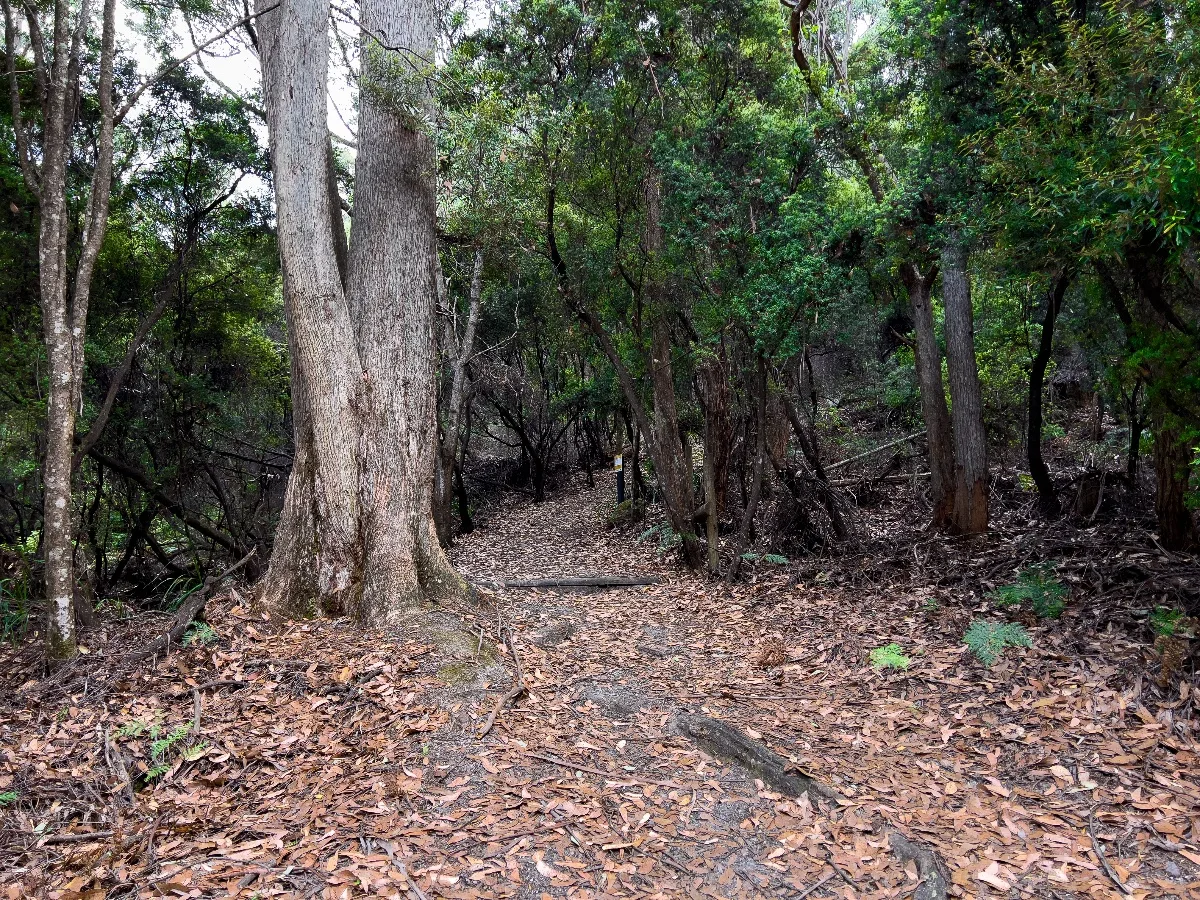 The trail leading up Mount Gnomon is a winding path through dense Tasmanian bushland.