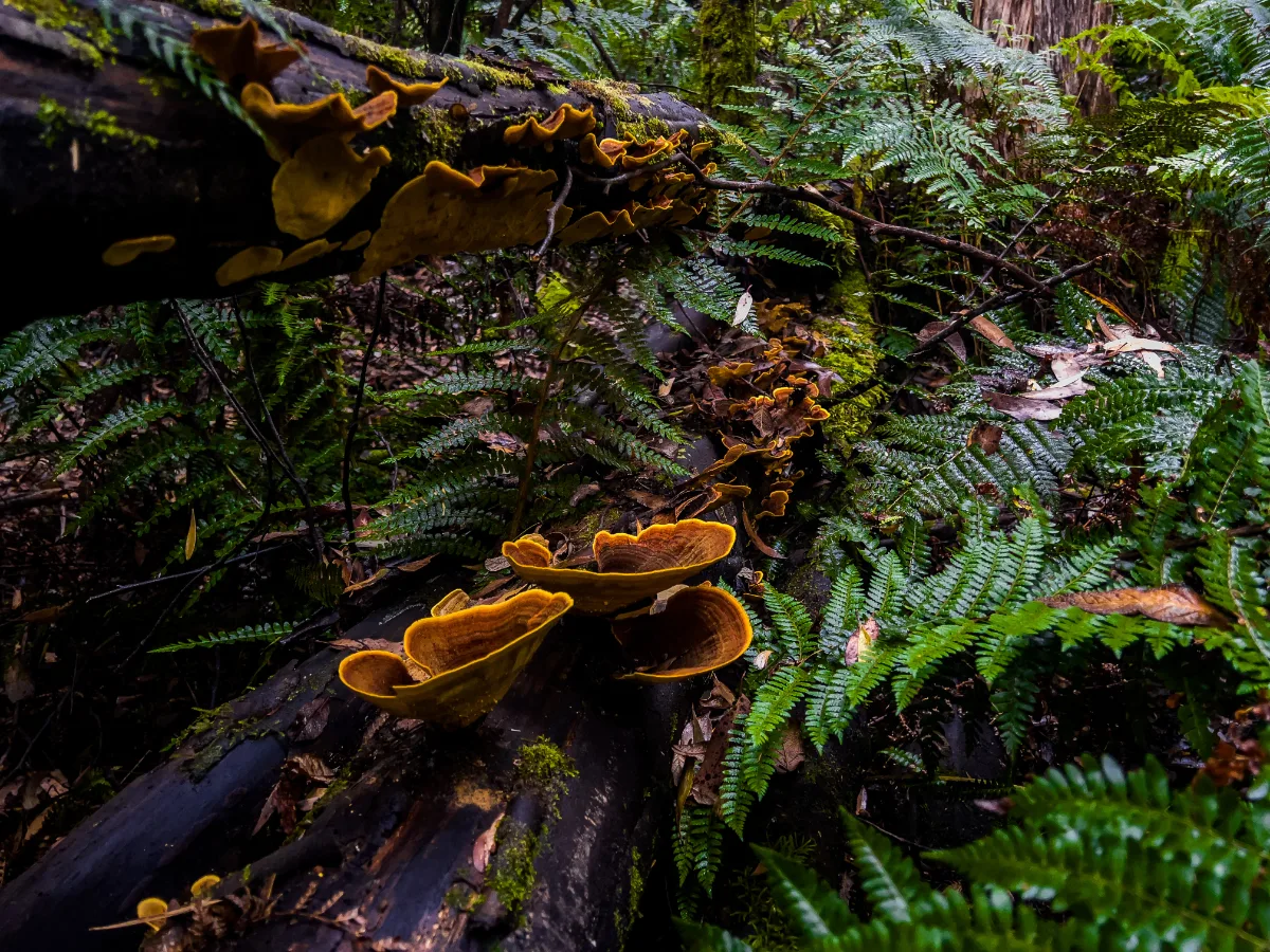 Bright orange shelf fungi growing in clusters along the damp surface of a fallen log.