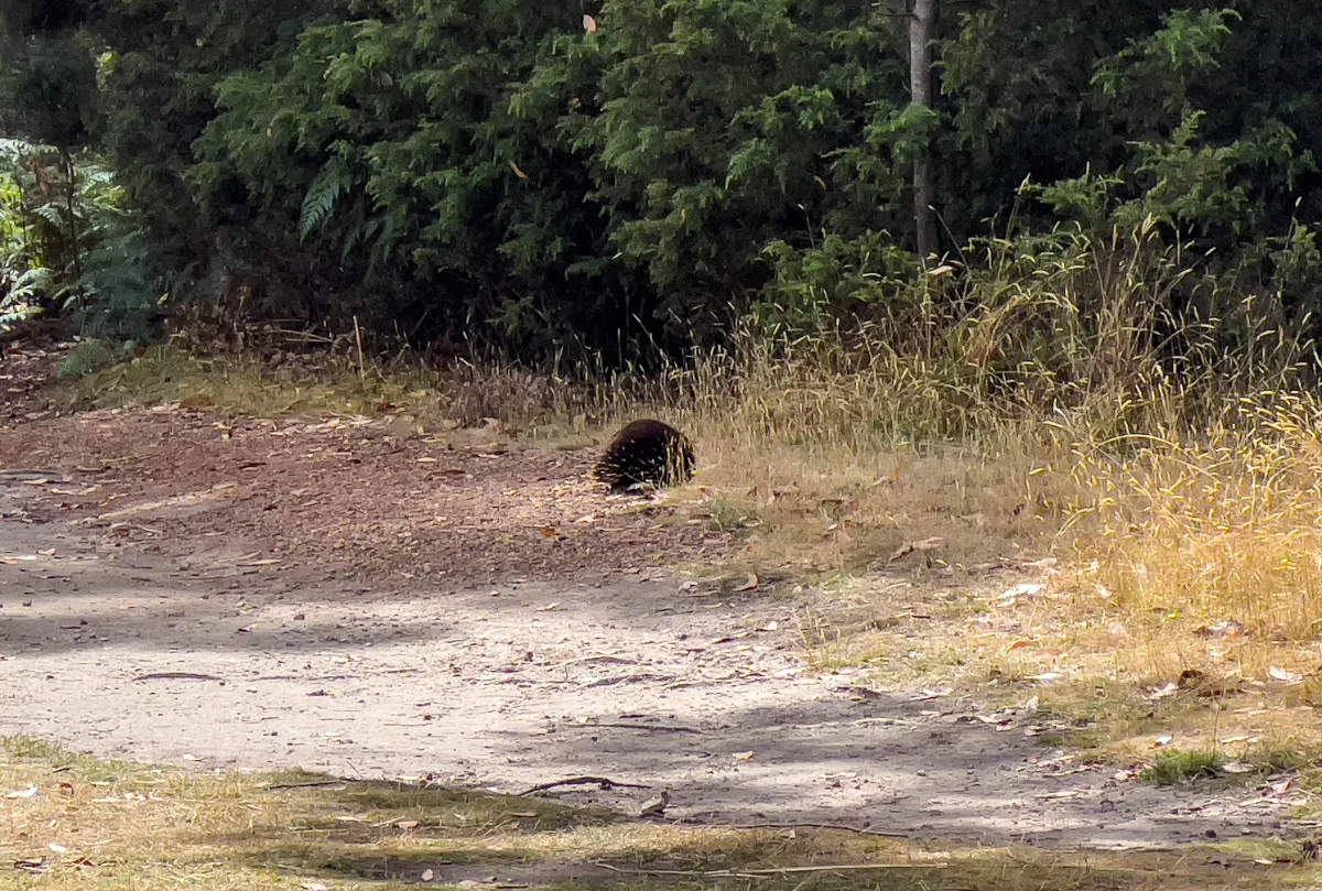 Our little friend who was quite happy to take his time crossing the track in front of us.