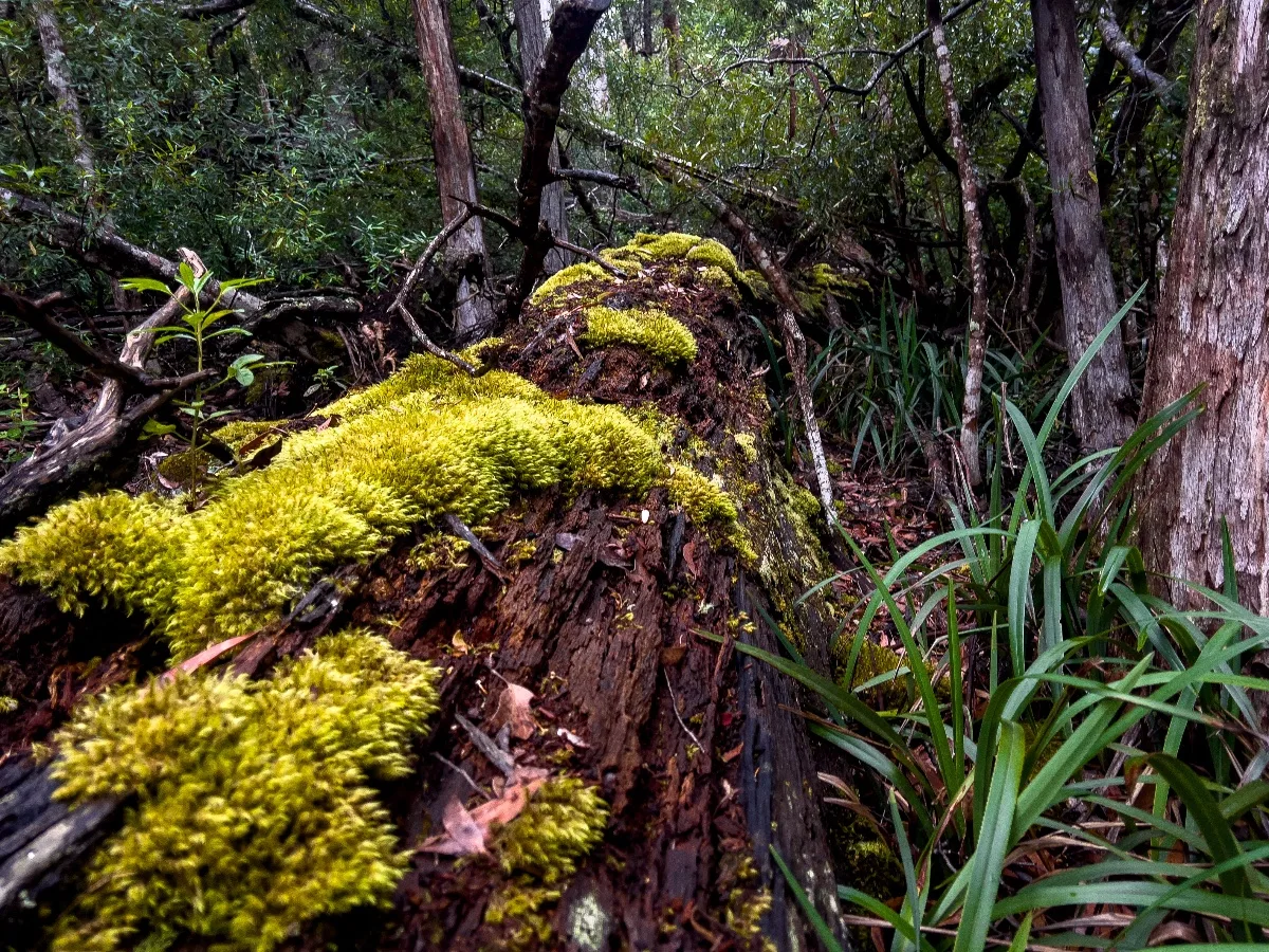 A thick layer of soft green moss covering the decaying wood of a large fallen tree in the middle of the woods.