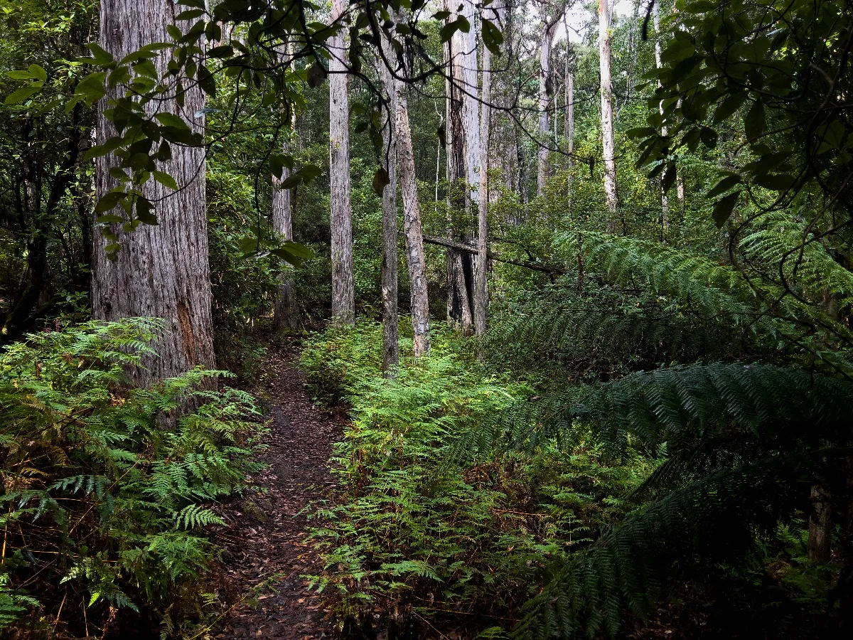 A narrow dirt path winds its way between tall trees and lush green ferns on the way to the falls.