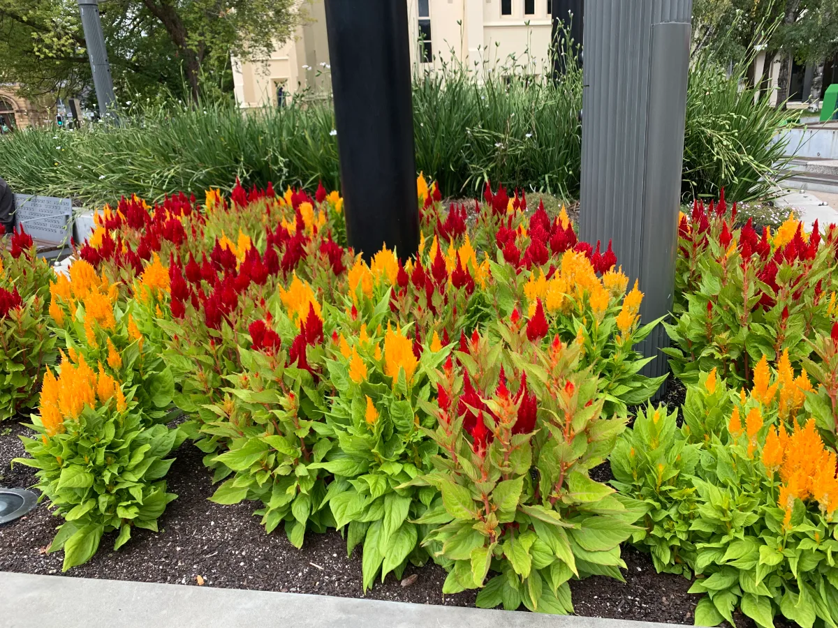 These red and yellow flowers in City Park were so bright they almost looked like little flames.