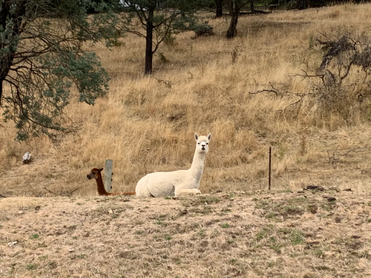 This white alpaca wasn't at all bothered by us moving in next door for a few days.