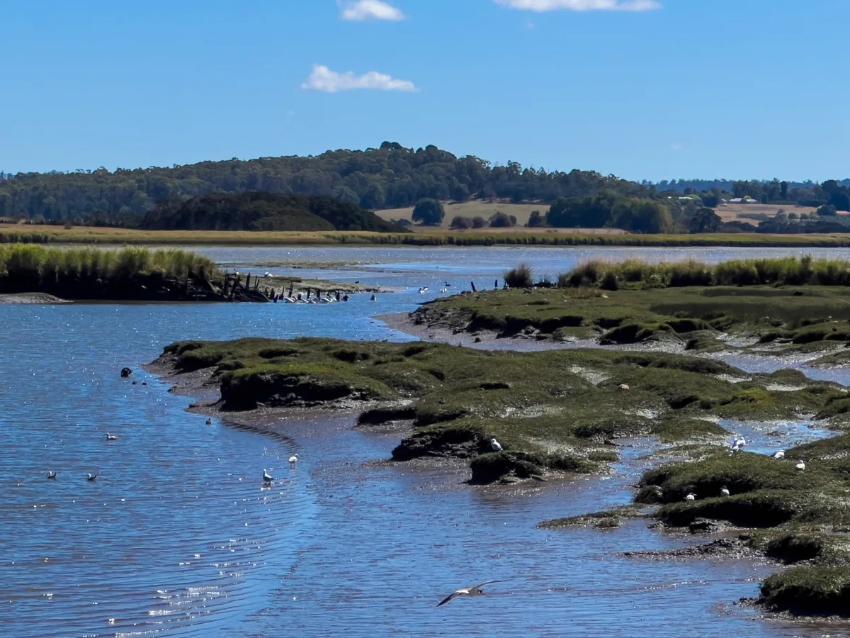 The peaceful mudflats and winding waterways of the wetlands at low tide.