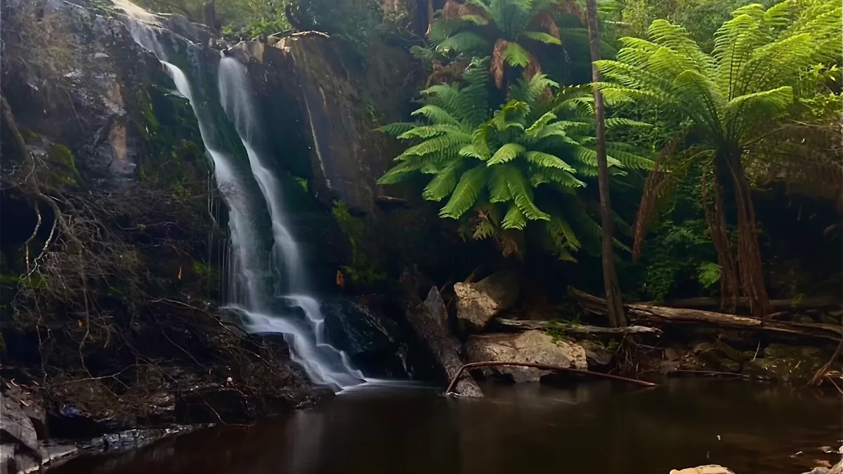 The water cascading over the rocks at Lilydale Falls, surrounded by those massive, lush green ferns Lisa loves so much.