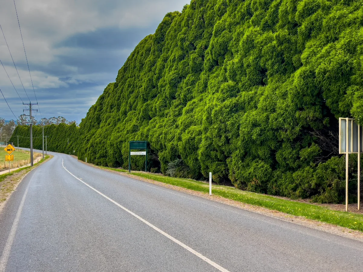 The massive, towering green hedges that line the road into Ringarooma.