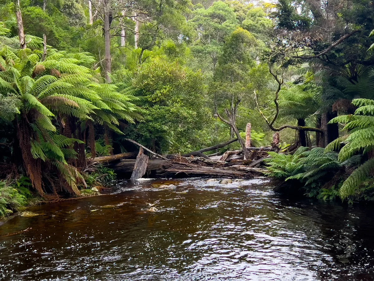A quiet stretch of the creek where fallen timber and thick ferns make it feel like a hidden world.