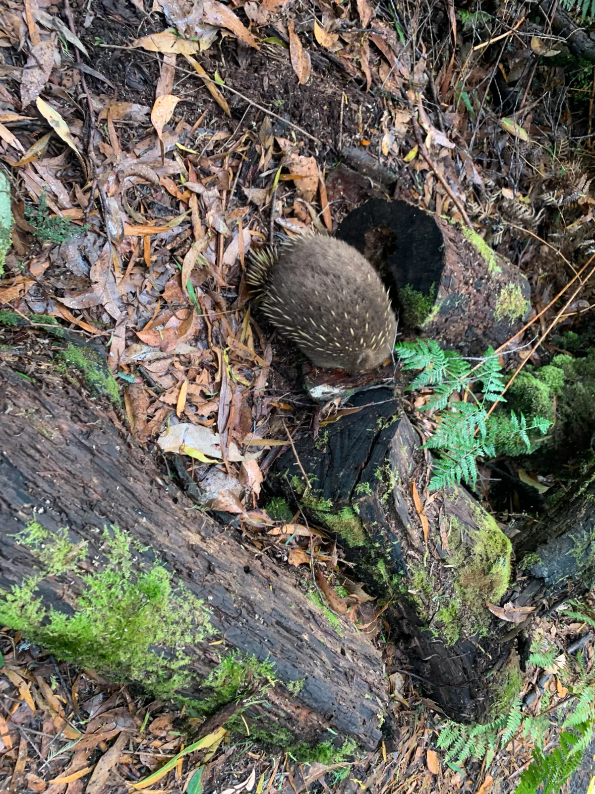This little fellow was our welcoming committee at the start of the Halls Falls walk, busy foraging in the leaf litter.