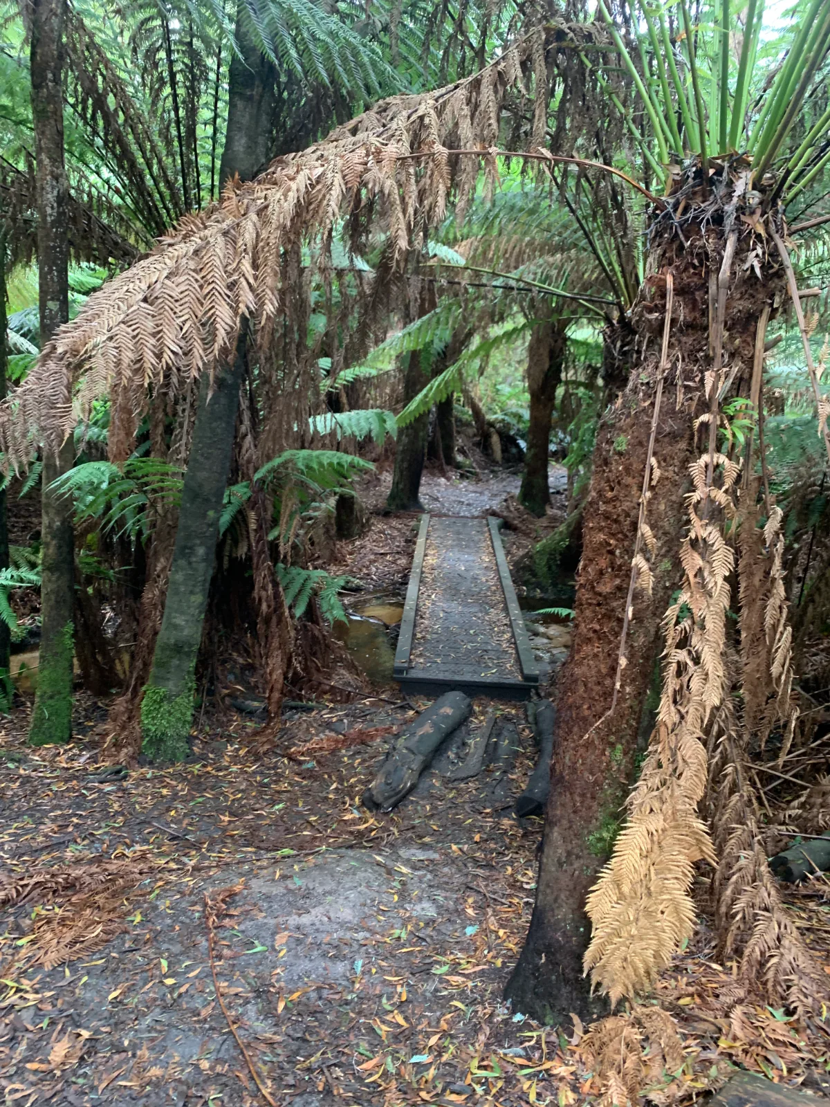 Crossing the little footbridge into a world of towering ferns and damp forest air.