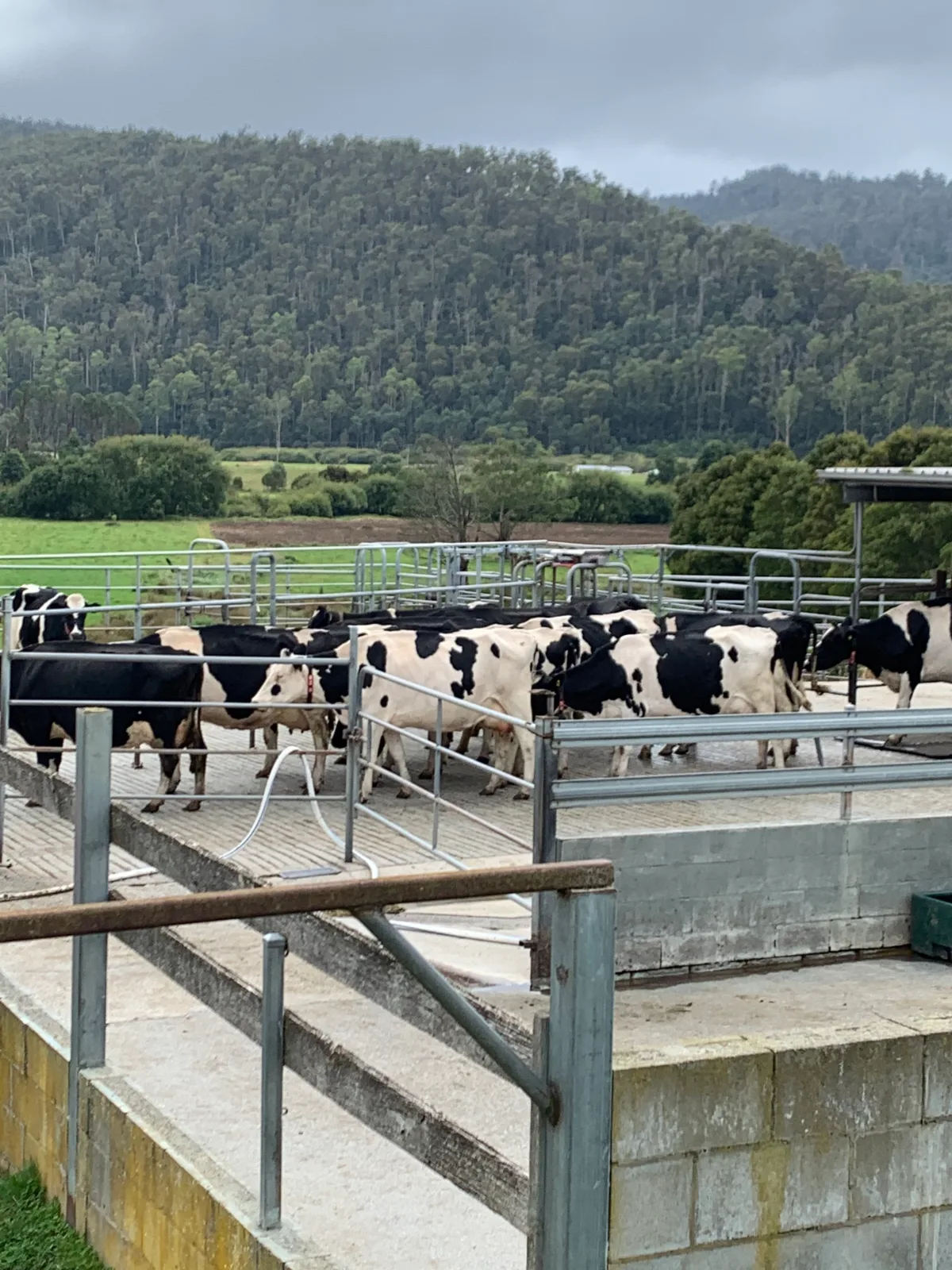 The girls waiting patiently in the yards at the fully automatic dairy.