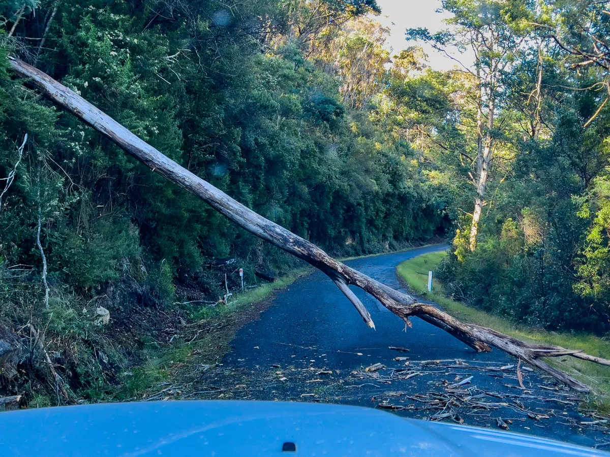 The massive tree that decided our trip to the falls was over for the day.
