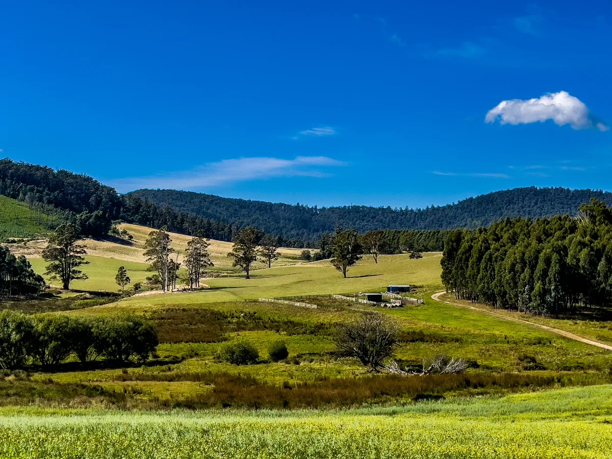 The stunning, rolling green hills that make this part of Tasmania so special.