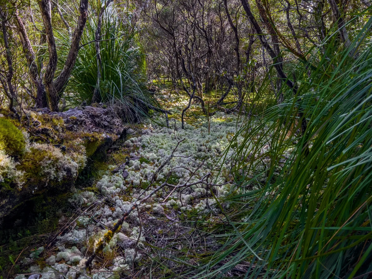 Walking through the 'bobble moss' that looked so much like snow we almost expected it to be cold to the touch.