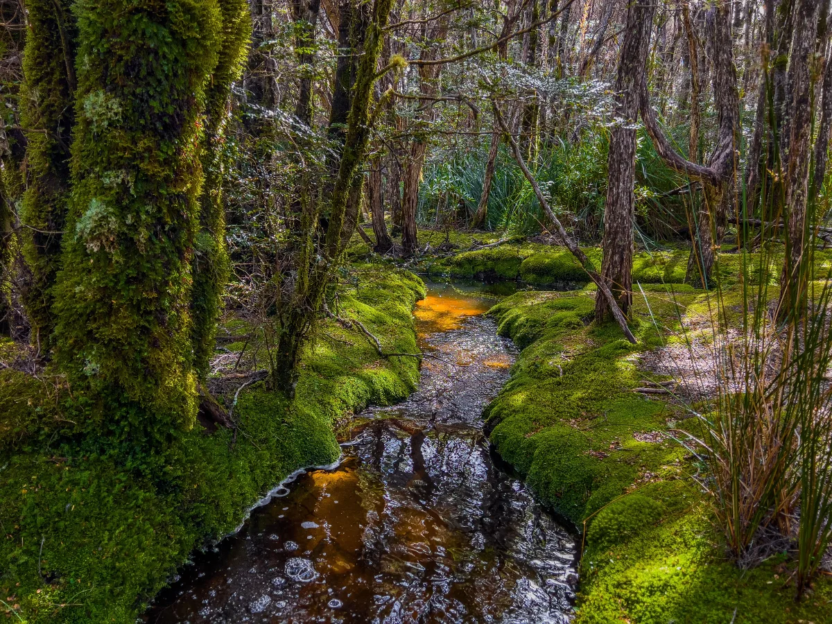 A crystal clear, tannin-stained stream winding through the vibrant green moss of the Goblin Forest.