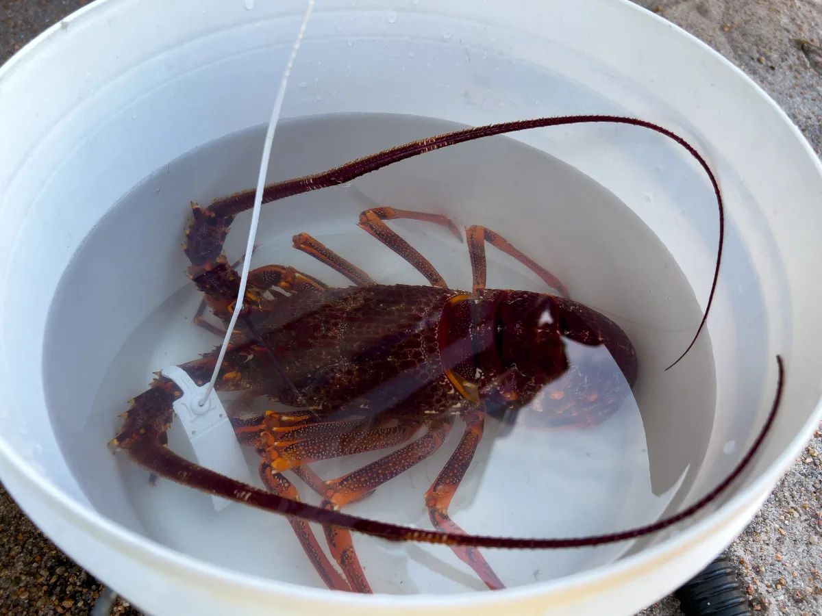 Our dinner tucked away in a bucket before he hit the barbecue.
