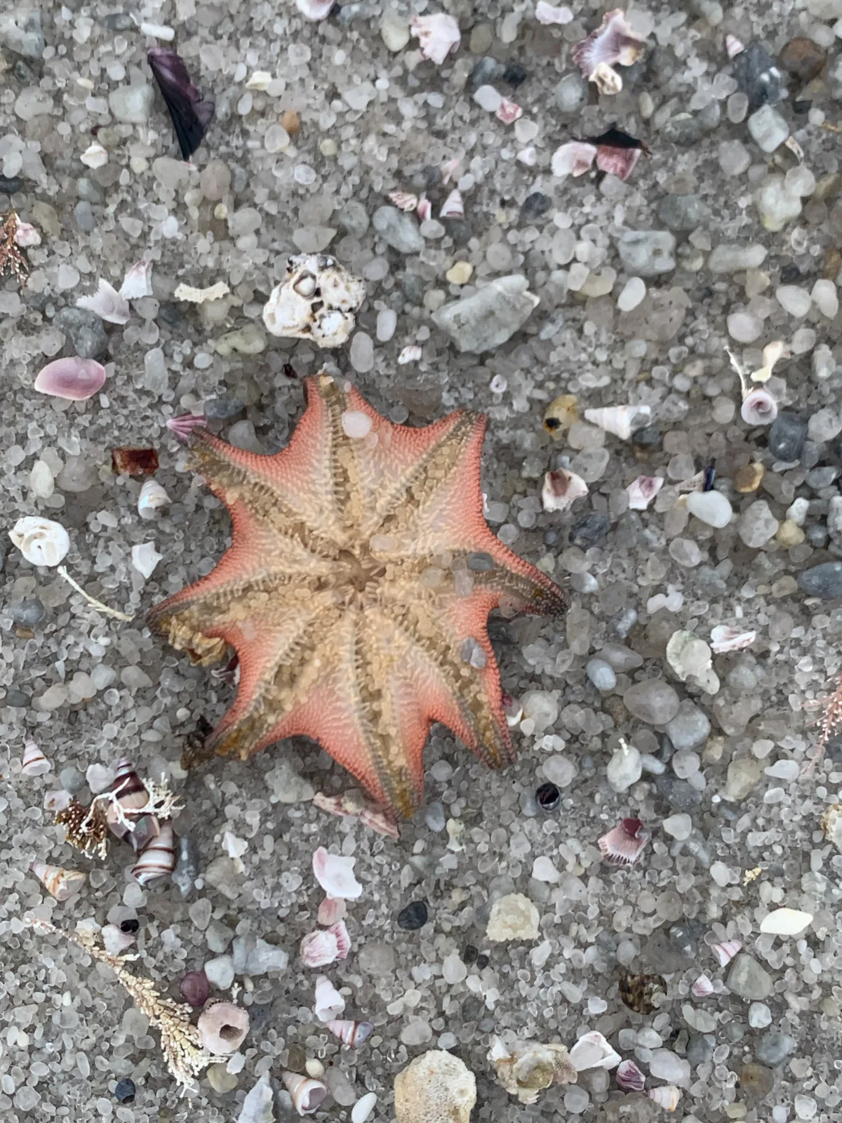 An eleven-armed starfish showing off its vibrant colours against the coarse sand and broken shells at Swimcart Beach.