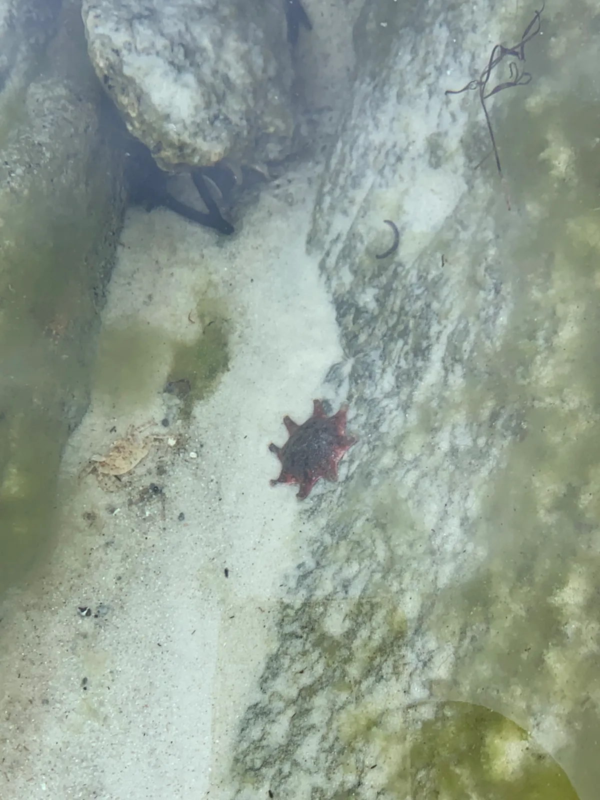We found this star-shaped local tucked away in a quiet, clear rock pool along the shoreline.