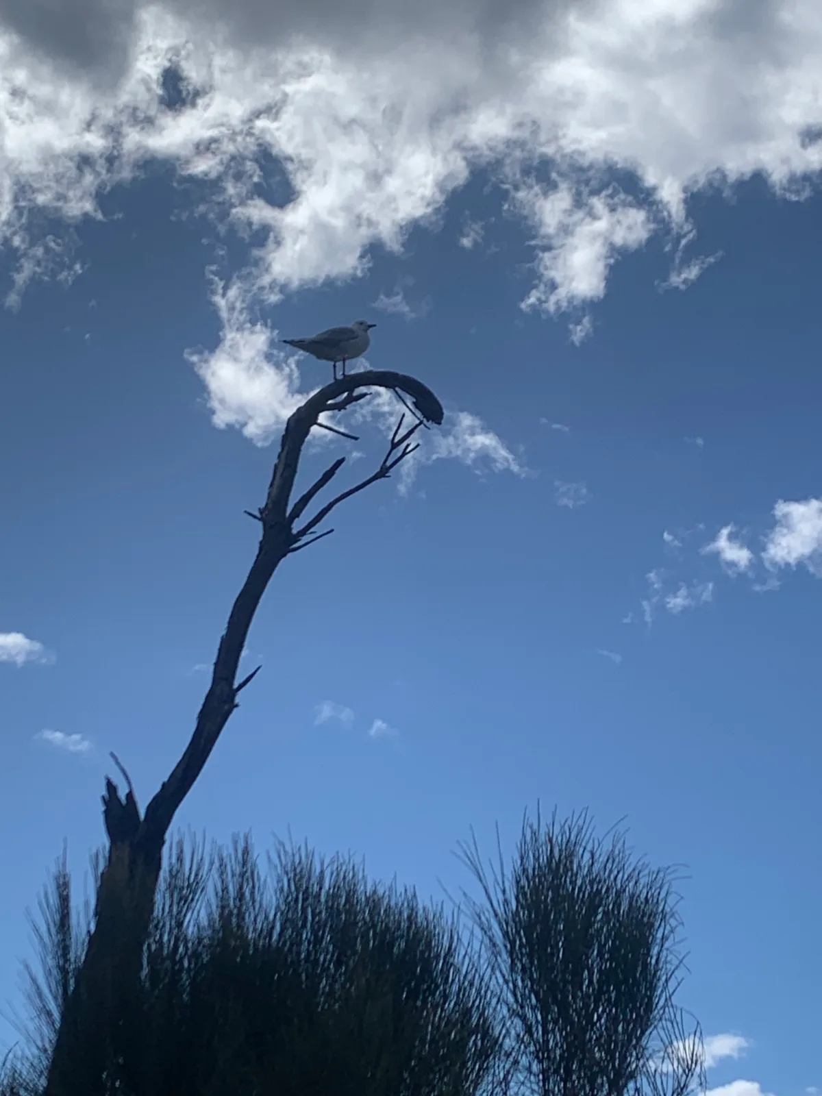 A lone gull taking in the view from a perfectly curved branch against a classic Tasmanian sky.