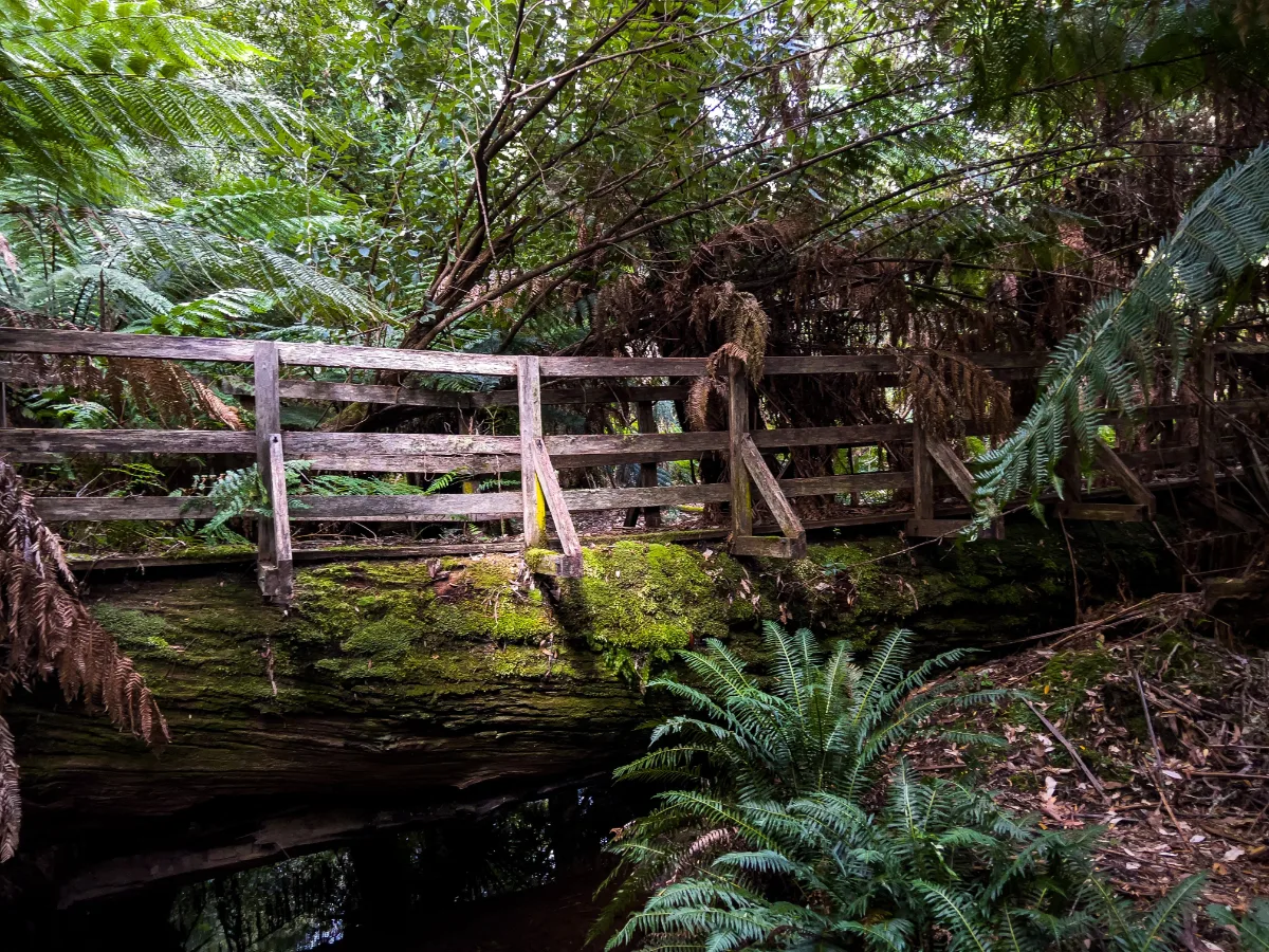 This incredible wooden bridge sits right on top of a moss-covered giant that fell long ago.