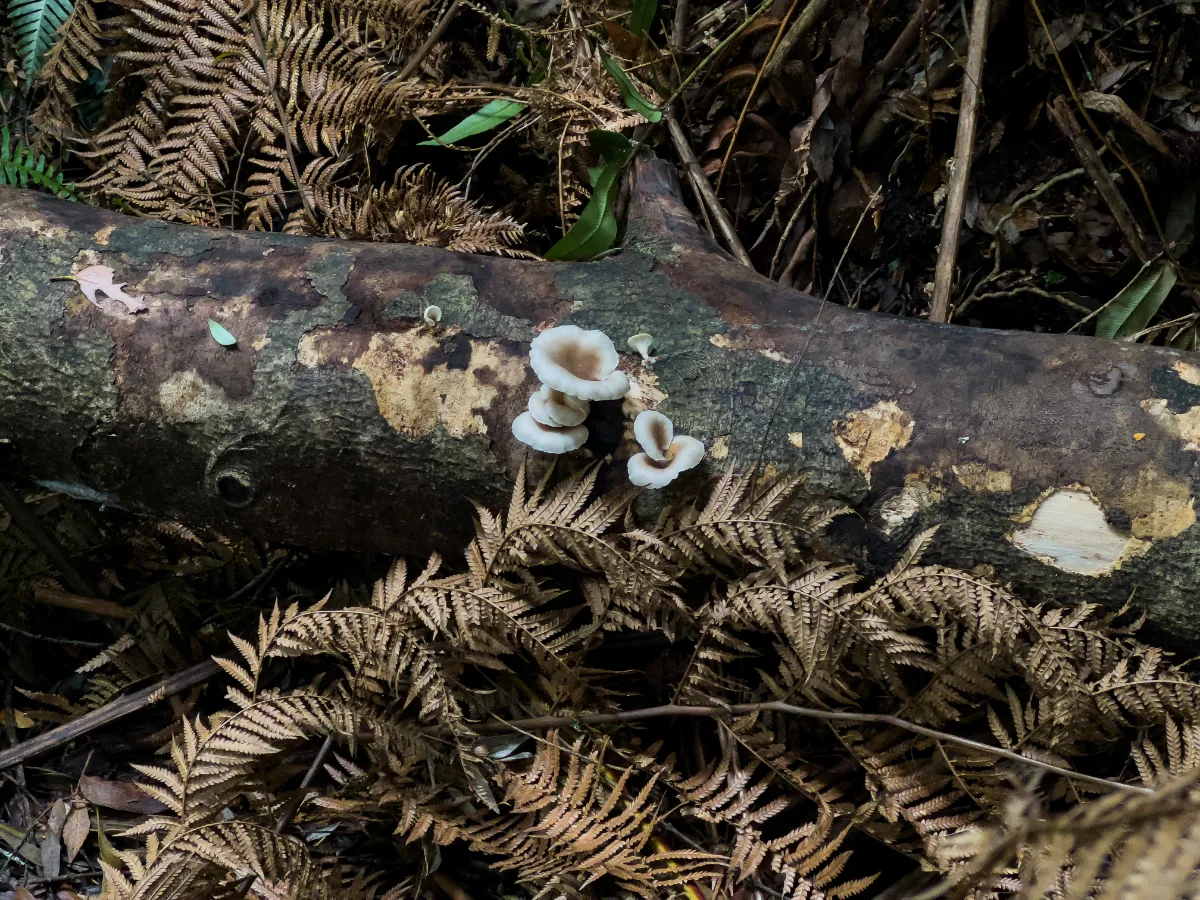 A cluster of tiny white fungi we spotted making a home on a damp log.
