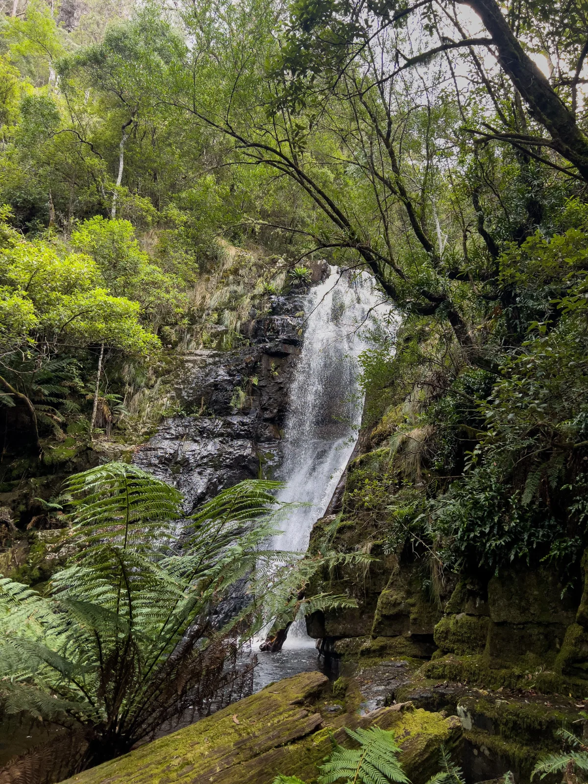 The magnificent main drop of Mathinna Falls, surrounded by prehistoric-looking ferns.