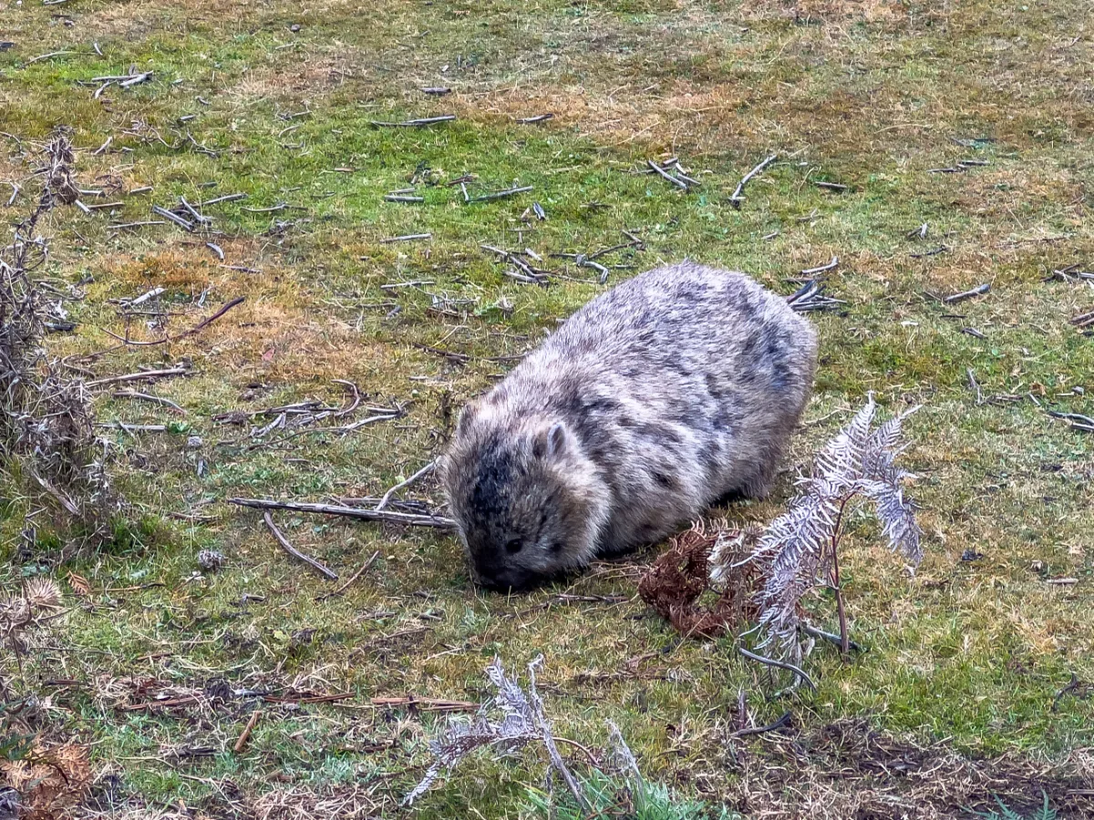 One of the many wombats we encountered, just minding its own business and munching on the island grass.