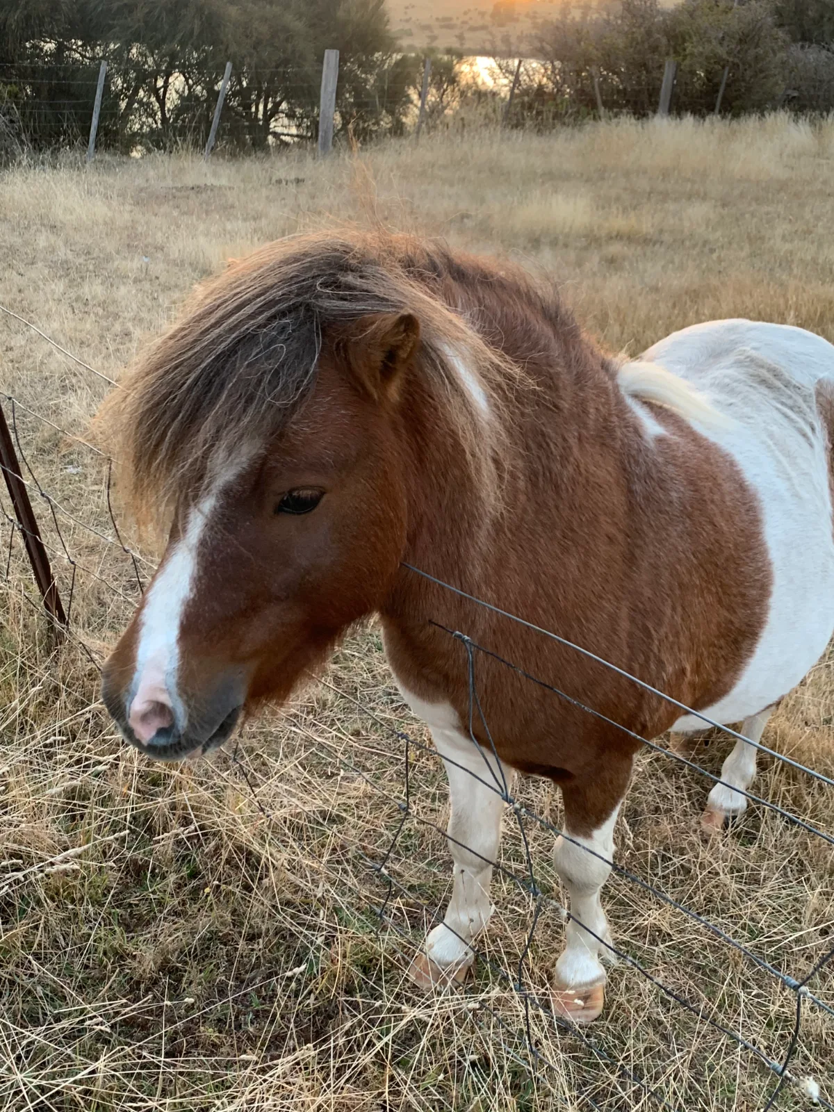 Lisa’s new mate in Dunalley, a very handsome pony with a spectacular hairdo.