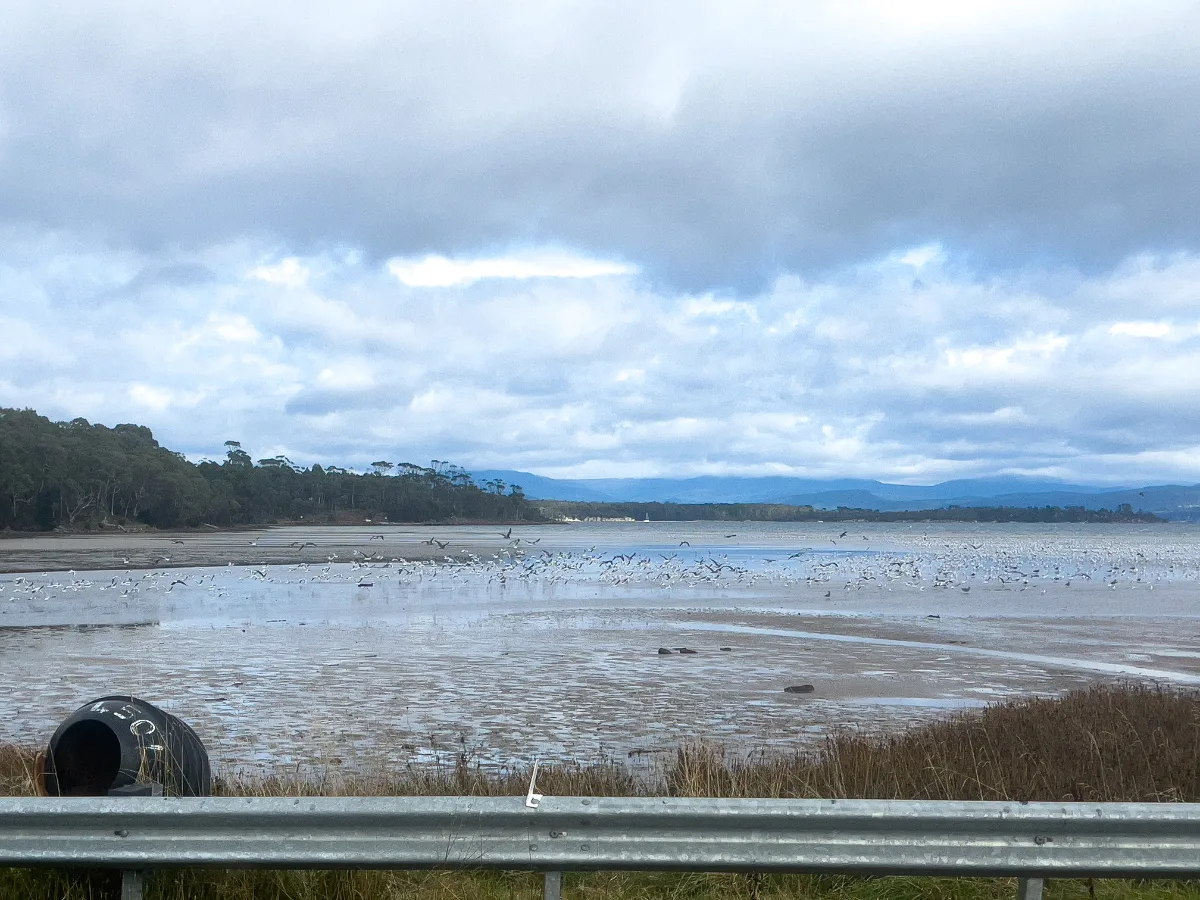 Hundreds of birds making a real racket in the bay on our way to the lighthouse.