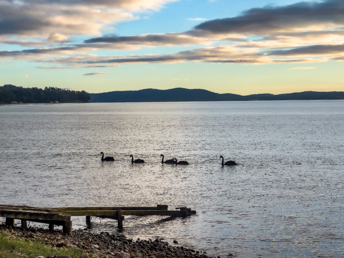 Lisa’s birthday omens—the graceful black swans gliding past the old jetty during our breakfast.