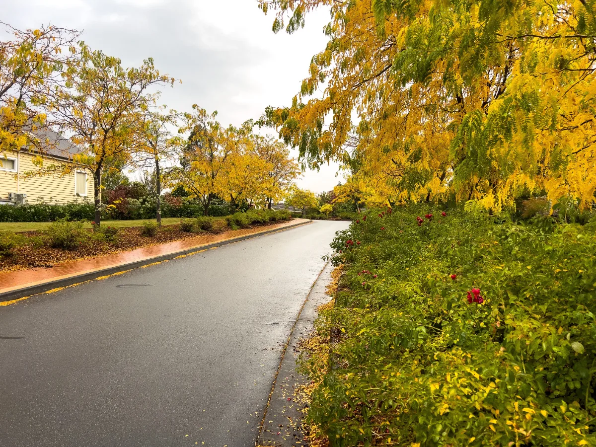 Brilliant yellow autumn trees lining the wet streets of Geeveston—Lisa couldn't get over the colours.